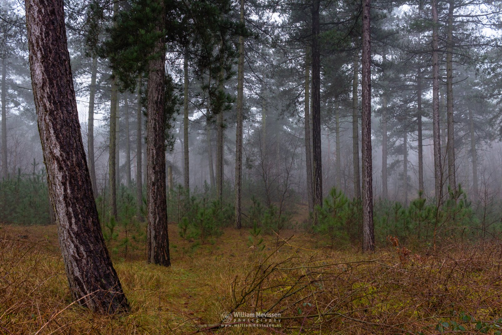Forest Reindersmeer 2015